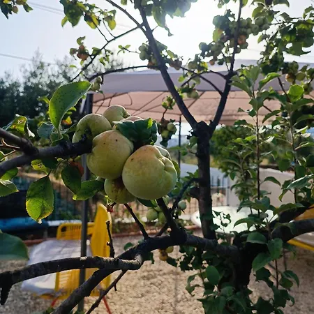 Natural Himara